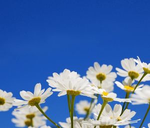 Preview wallpaper daisies, flowers, plants, sky