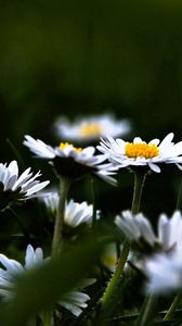 Preview wallpaper daisies, flowers, plants