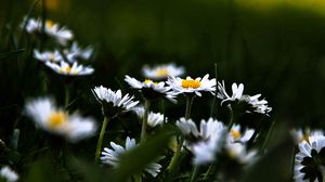 Preview wallpaper daisies, flowers, plants