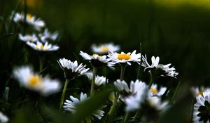 Preview wallpaper daisies, flowers, plants