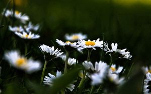 Preview wallpaper daisies, flowers, plants