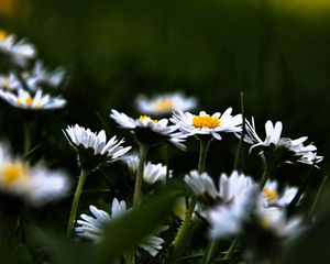 Preview wallpaper daisies, flowers, plants