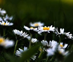 Preview wallpaper daisies, flowers, plants