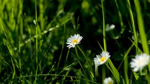 Preview wallpaper daisies, flowers, plants, grass