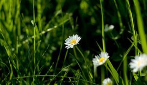 Preview wallpaper daisies, flowers, plants, grass