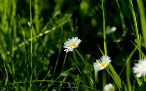 Preview wallpaper daisies, flowers, plants, grass