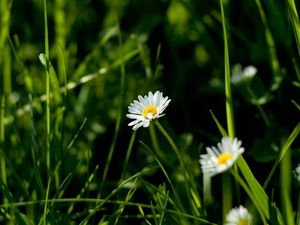 Preview wallpaper daisies, flowers, plants, grass