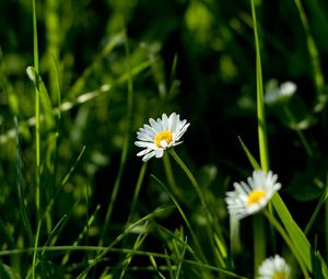 Preview wallpaper daisies, flowers, plants, grass