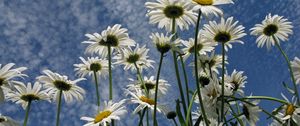 Preview wallpaper daisies, flowers, sky, clouds, summer