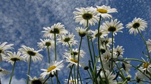 Preview wallpaper daisies, flowers, sky, clouds, summer