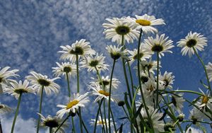 Preview wallpaper daisies, flowers, sky, clouds, summer