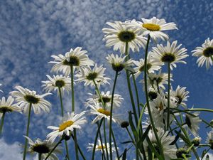 Preview wallpaper daisies, flowers, sky, clouds, summer