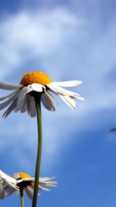 Preview wallpaper daisies, flowers, sky, clouds, summer