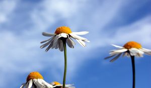 Preview wallpaper daisies, flowers, sky, clouds, summer