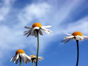 Preview wallpaper daisies, flowers, sky, clouds, summer