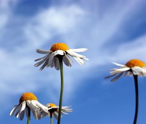 Preview wallpaper daisies, flowers, sky, clouds, summer