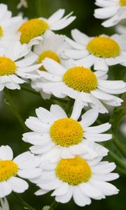 Preview wallpaper daisies, flowers, stems, petals, field