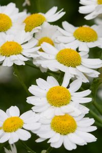 Preview wallpaper daisies, flowers, stems, petals, field