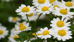 Preview wallpaper daisies, flowers, stems, petals, field