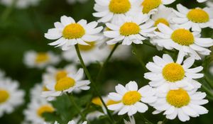 Preview wallpaper daisies, flowers, stems, petals, field