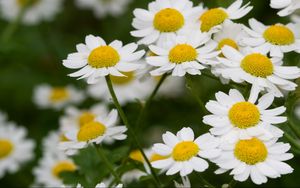 Preview wallpaper daisies, flowers, stems, petals, field