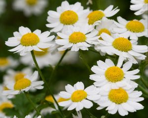 Preview wallpaper daisies, flowers, stems, petals, field