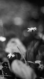 Preview wallpaper daisies, flowers, stones, plants, bw