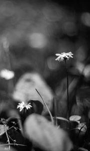 Preview wallpaper daisies, flowers, stones, plants, bw