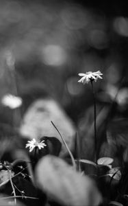 Preview wallpaper daisies, flowers, stones, plants, bw