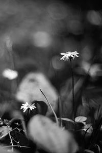 Preview wallpaper daisies, flowers, stones, plants, bw