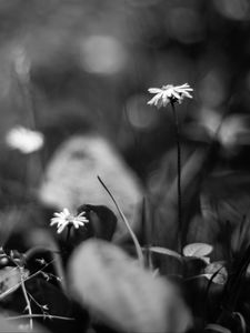 Preview wallpaper daisies, flowers, stones, plants, bw