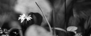 Preview wallpaper daisies, flowers, stones, plants, bw