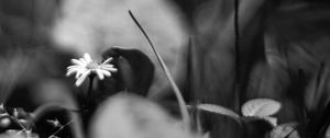 Preview wallpaper daisies, flowers, stones, plants, bw