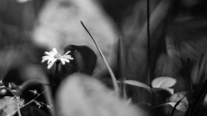 Preview wallpaper daisies, flowers, stones, plants, bw