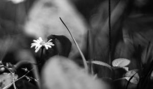 Preview wallpaper daisies, flowers, stones, plants, bw