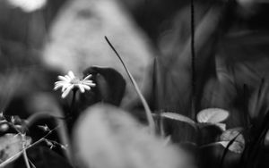 Preview wallpaper daisies, flowers, stones, plants, bw