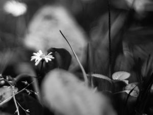 Preview wallpaper daisies, flowers, stones, plants, bw