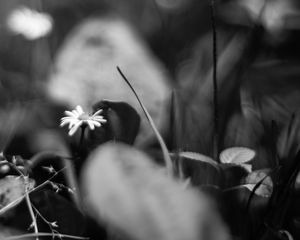 Preview wallpaper daisies, flowers, stones, plants, bw