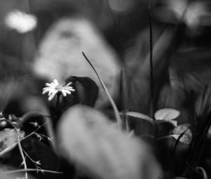 Preview wallpaper daisies, flowers, stones, plants, bw