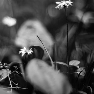 Preview wallpaper daisies, flowers, stones, plants, bw