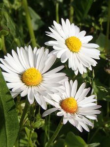 Preview wallpaper daisies, flowers, summer, petals