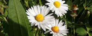 Preview wallpaper daisies, flowers, summer, petals