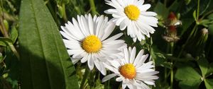 Preview wallpaper daisies, flowers, summer, petals