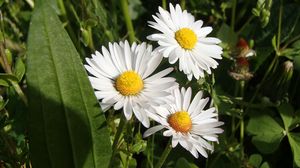 Preview wallpaper daisies, flowers, summer, petals