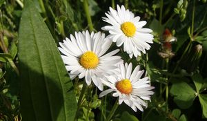 Preview wallpaper daisies, flowers, summer, petals