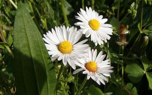 Preview wallpaper daisies, flowers, summer, petals