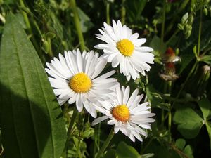 Preview wallpaper daisies, flowers, summer, petals