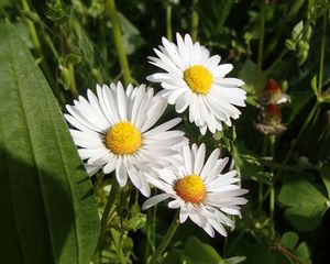 Preview wallpaper daisies, flowers, summer, petals