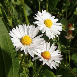 Preview wallpaper daisies, flowers, summer, petals