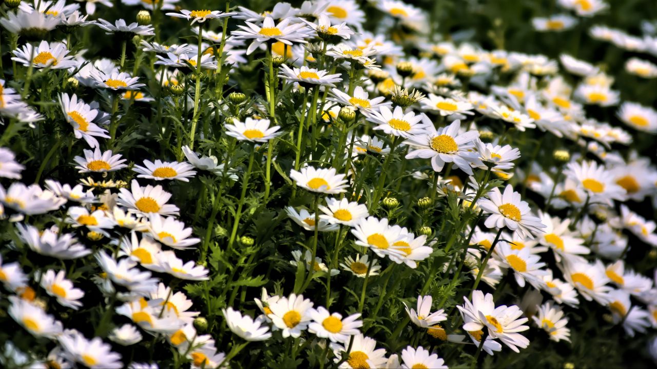 Wallpaper daisies, flowers, summer, field, plants